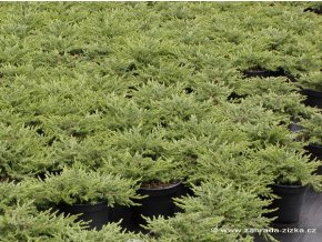 Juniperus communis 'Repanda' - jalovec obecný