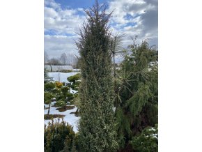 Juniperus communis 'Variegata' - jaloc obecný