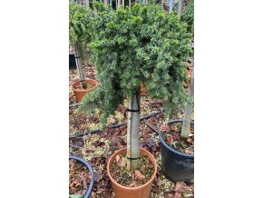 Juniperus conferta 'Blue Pacific' kmínek - jalovec pobřežní