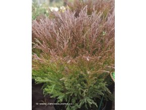 Juniperus horizontalis 'Andorra Compacta' - jalovec vodorovný