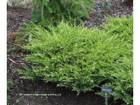 Juniperus horizontalis 'Andorra Variegata' - jalovec vodorovný