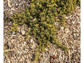 Juniperus horizontalis 'Golden Carpet' - jalovec vodorovný