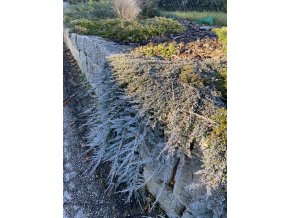 Juniperus horizontalis 'Ice Blue' - jalovec poléhavý