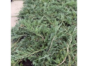 Juniperus horizontalis 'Wiltonii' - jalovec vodorovný