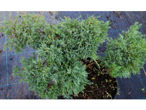 Juniperus media (x) 'Dwarf og Jungwirth' - jalovec prostřední