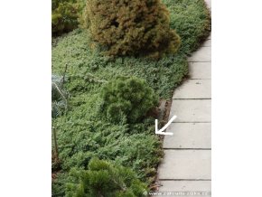 Juniperus procumbens 'Nana' - jalovec přitisklý