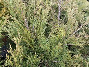Juniperus sabina 'Calgary Carpet' - jaloc chvojka