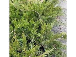Juniperus sabina 'Tamariscifolia ' - jalovec chvojka