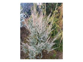 Juniperus Spring Bank