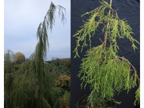 Juniperus scopulorum 'Tolleson's Blue Weeping' - jalovec skalní