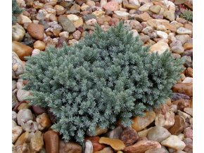 Juniperus squamata 'Blue Star' - jalovec šupinatý