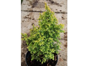 Juniperus squamata 'Huldson Yellow' - jalovec šupinatý