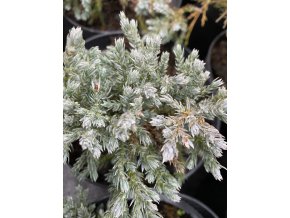 Juniperus squamata 'Tropical Blue' - jalovec šupinatý