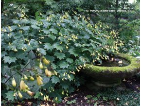 Kirengeshoma palmata - kirengešoma dlanitá