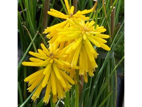 Kniphofia 'Banana Popsicle' - kleopatřina jehla