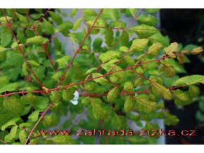 Koelreuteria paniculata 'Coral Sun' - svitel latnatý