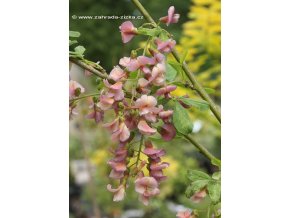 Laburnocytisus adami (x) - štědřencovec Adamův