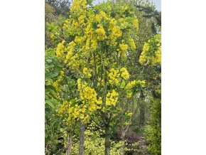 Laburnum alpinum 'Sunspire' - štědřenec alpský
