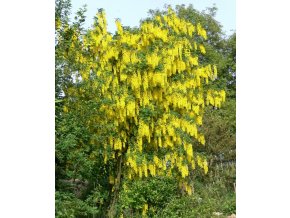 Laburnum anagyroides - Štědřenec odvislý
