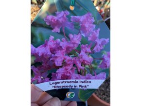 Lagerstroemia 'RHAPSODY IN PINK' - pukol