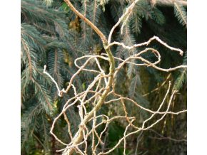 Larix decidua 'Horstmann Recurved' - modřín opadavý