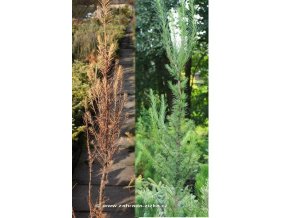 Larix kaempferi 'Jacobsen' - modřín japonský