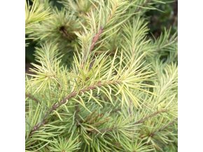 Larix kaempferi 'Magic Gold' - modřín japonský