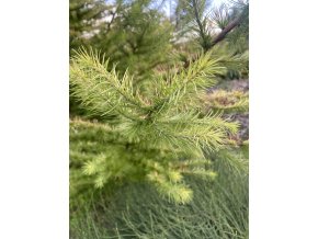 Larix kaempferi 'Magic Gold' - modřín japonský