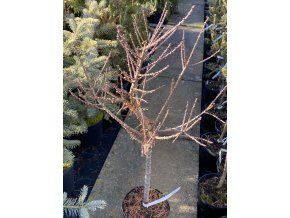 Larix laricina 'Deborah Waxman' - modřín americký
