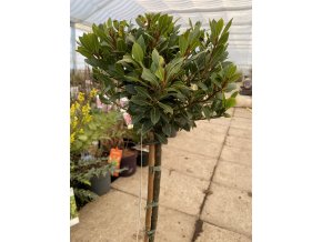 Laurus nobilis 'Bay Junior' kmínek - vavřín vznešený