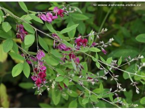 Lespedeza thunbergii - lespedézie