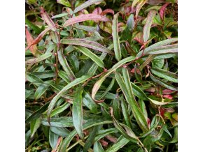 Leucothoe fontanesiana 'Queen Elizabeth' - leukothoe