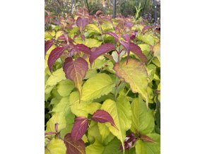 Leycesteria formosa 'Golden Lanterns' - leycesterie krásná