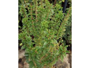 Ligustrum sinense 'Wisbith' - ptačí zob čínský