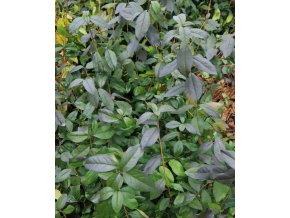 Ligustrum sinensis - ptačí zob