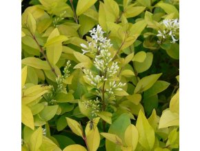 Ligustrum vycaryi (x) - ptačí zob
