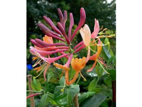 Lonicera heckrotii (x) 'American Beauty' - zimolez Heckrottův