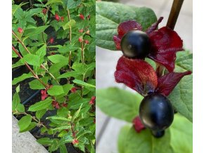 Lonicera involucrata - zimolez zákrovečný