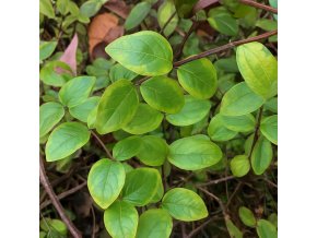 Lonicera Kogel Mogel
