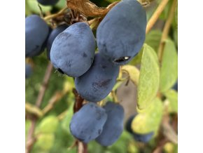 Lonicera kamtschatica 'Duet' - zimolez kamčatský
