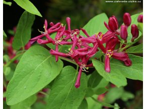 Lonicera tatarica 'Hacks Red' - zimoléz tatarský