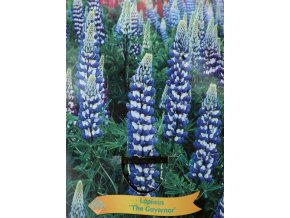 Lupinus 'Governor' - (vlčí bob mnohokvětý)