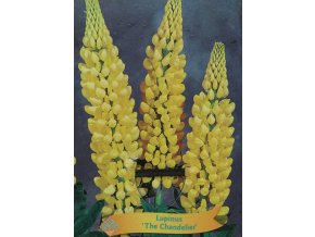 Lupinus 'Chandelier' - (vlčí bob mnohokvětý)