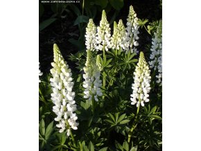 Lupinus 'Nanus Russell Gallery Weiss' - lupina (vlčí bob mnohokvětý)