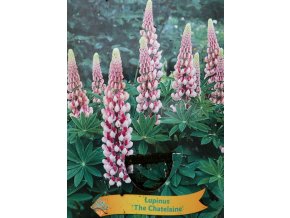 Lupinus 'The Chatelaine' - (vlčí bob mnohokvětý)
