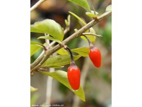 Lycium barbatum 'Big Lifeberry' - kustovnice cizí