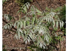 Maackia amurensis - maackie amurská