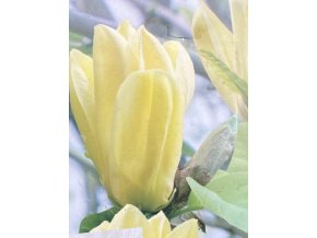 Magnolia 'Daphne' - šácholan