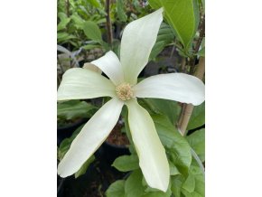 Magnolia 'Golden Endeavour' - magnólie / šácholan