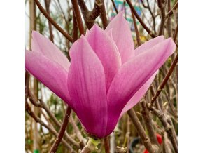Magnolia liliiflora 'Heaven Scent' - magnólie / šácholan liliokvětý